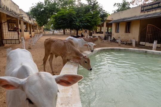 Desi Cow Sanctuary & Organic Cycle