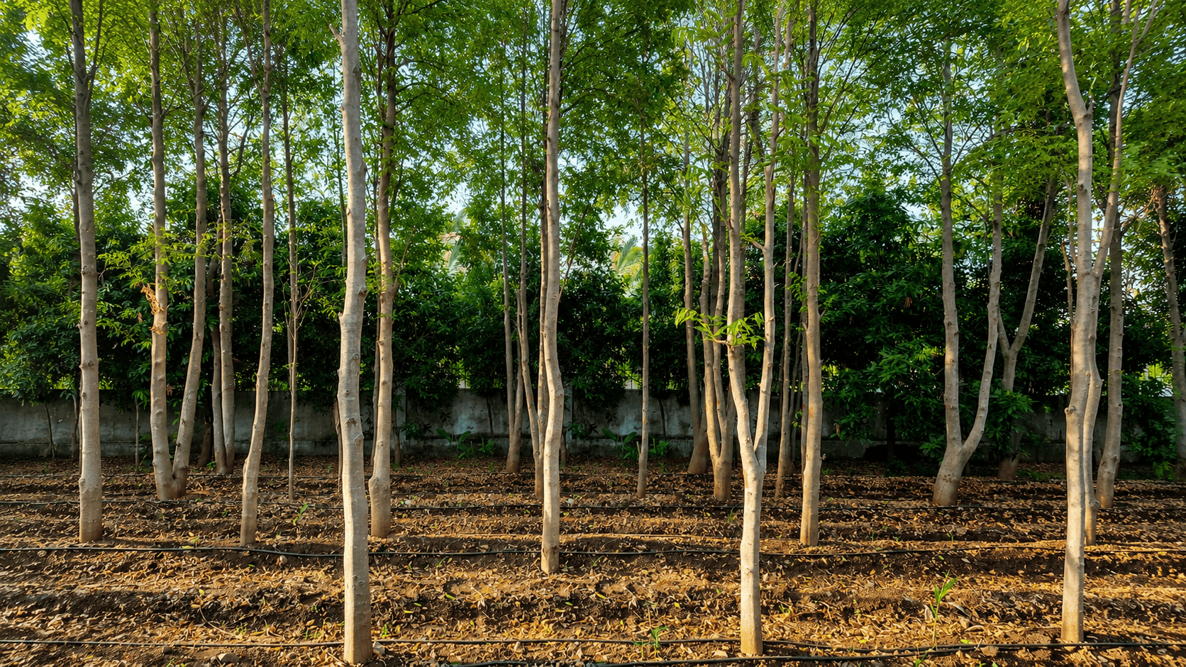 High-Yield Forest Gold