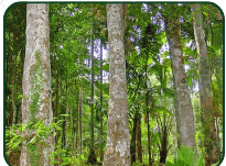 Four-Year-Old Trees
