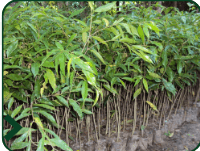 Seed Plantation