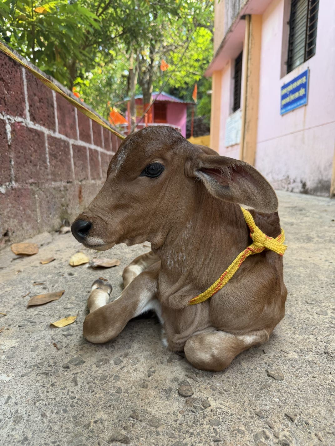 Riddhi