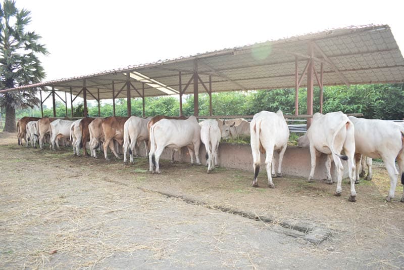 Gir Cow